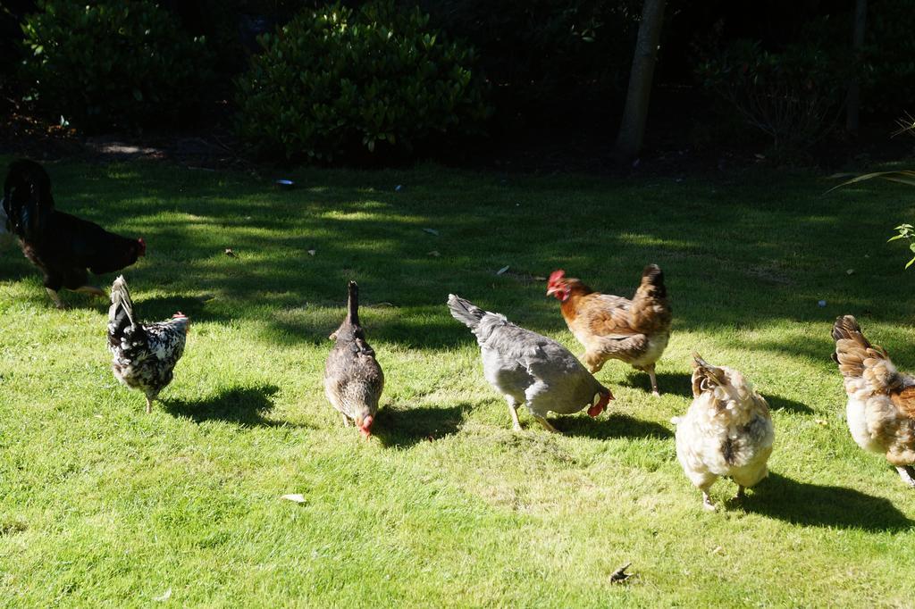 Toadhall Rooms Muchalls Εξωτερικό φωτογραφία